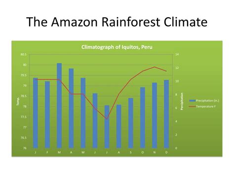 Amazon Rainforest Temperature And Rainfall - Sybyl Eustacia