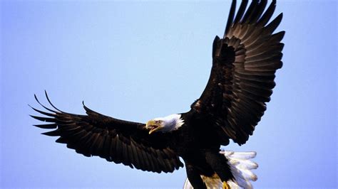 Free download Eagle Wallpapers Download Eagle HD Wallpapers for ...