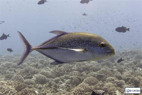 Blue Jack fish | Tetiaroa Society