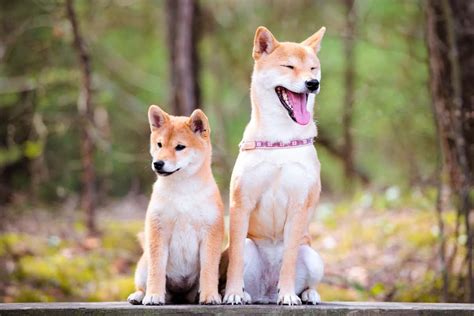 Shiba Inu Weight: Growth Curve and Average Weights