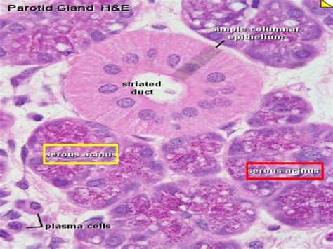 نتيجة بحث الصور عن ‪zymogen granules in serous acini salivary acidophilic‬‏ | Medical laboratory ...