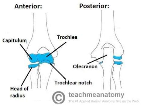 The Elbow Joint - Structure - Movement - TeachMeAnatomy