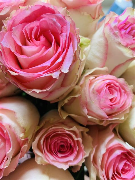 White pink roses!!!? : r/Roses