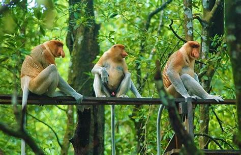 Tarakan Mangrove Forest | IWareBatik