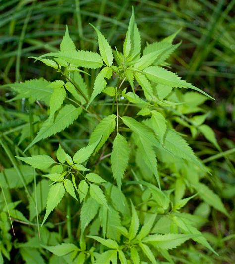 Bidens frondosa (Devil’s beggartick)