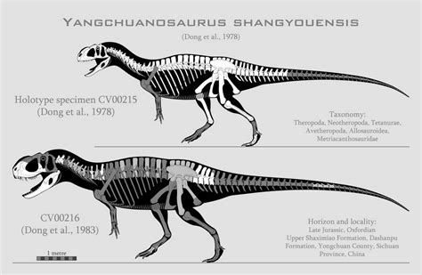 WildFact - Yangchuanosaurus shangyouensis