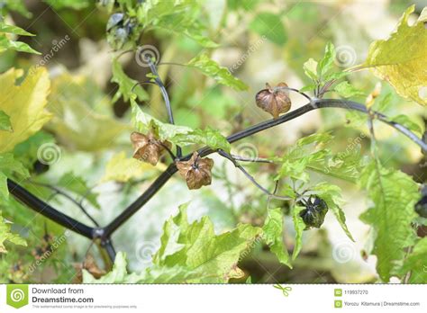 Shoo fly plant stock photo. Image of bell, plant, nightshade - 119937270