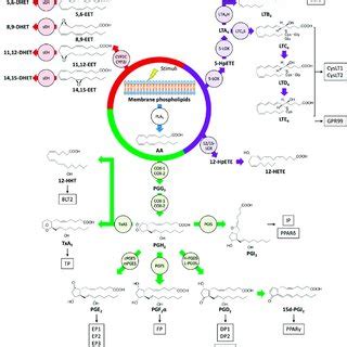 Biosynthetic pathways and receptors of eicosanoids. Upon stimulation,... | Download Scientific ...