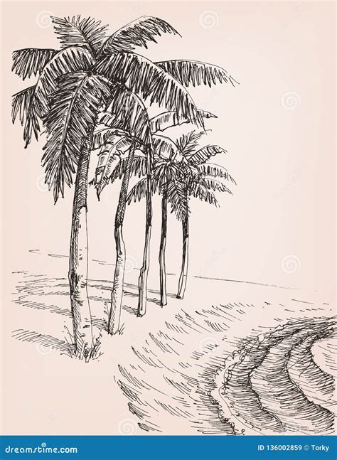 Palm Trees on the Beach Drawing Stock Vector - Illustration of drawn ...