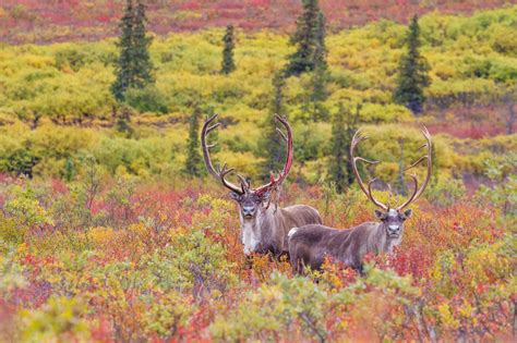 Caribou in Alaska