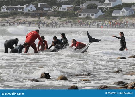 Beached whales Cape Town editorial photography. Image of assist - 9583592