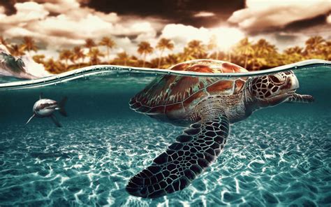 Cute Turtle Wallpaper (59+ images)