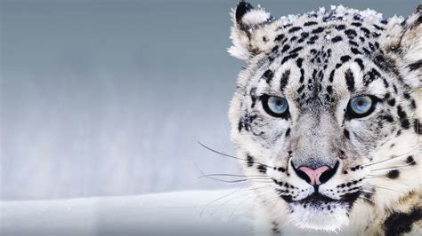 Snow Leopard, China, blue eyes, snow HD Wallpaper