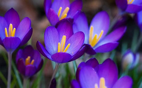 🔥 Download Flowers Desktop Wallpaper Purple Crocus Background by ...