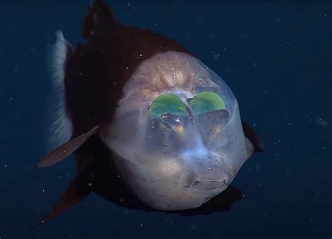 MBARI Researchers Capture Rare Footage of a Barreleye Fish and its ...