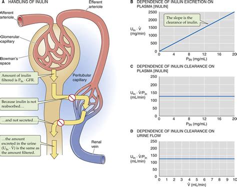 Urinary System Glomerular Filtration