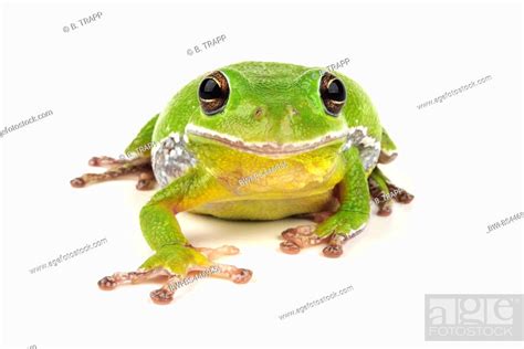 barking tree frog (Hyla gratiosa), front view, cutout, USA, Stock Photo ...