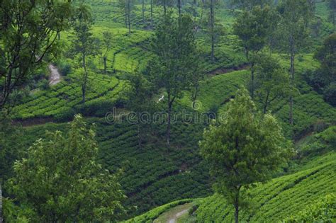 Ceylon tea plantations stock image. Image of nature - 105000747