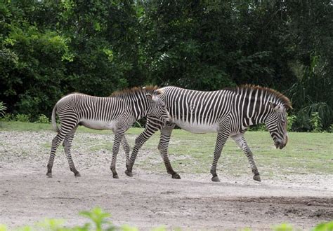 Two zebras walking stock photo. Image of zebras, black - 128657364