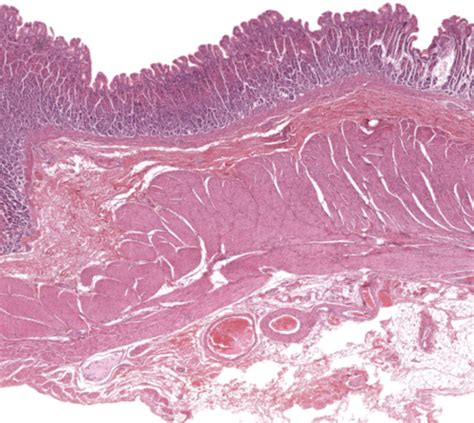 digestive histology & anatomy Flashcards | Quizlet