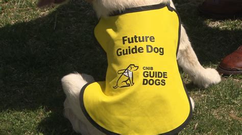 CNIB looking for puppy trainers for new guide dog program - CityNews