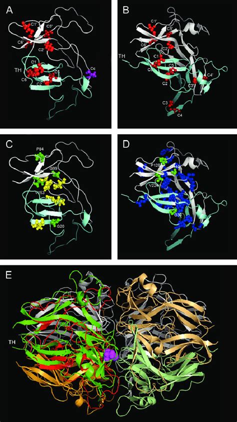 -Homology-derived model of Ephydatia mülleri spongin short-chain... | Download Scientific Diagram