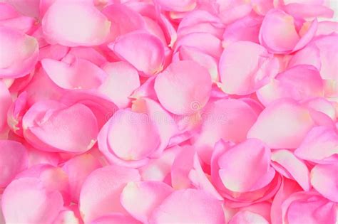 Rose petals background stock image. Image of background - 6818765