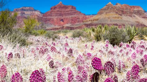 Bright Angel Trail to Plateau Point Hike • Roaming Spices