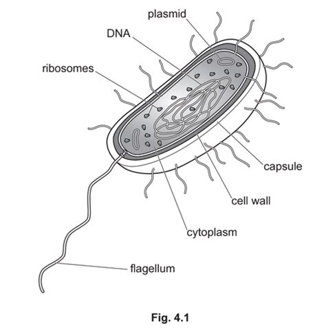 iGCSE Biology (0610) 2.1 Cell structure iGCSE Style Questions Paper 4