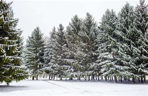 Fir trees and snow | Stock image | Colourbox