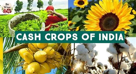 Top Cash Crop Farming In India – agrimate.org