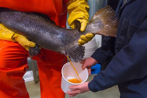 This Salmon Will Likely Be The First GMO Animal You Eat - Business Insider