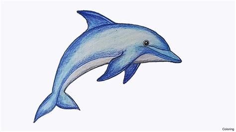 Dolphin Fish Drawing at GetDrawings | Free download