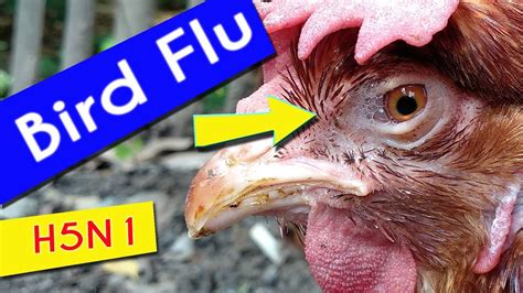 Bird Flu Symptoms In Poultry