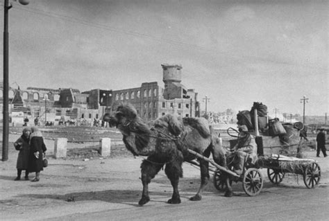 Запряженный в телегу верблюд на улице Сталинграда. На заднем плане — полуразрушенный вокзал ...