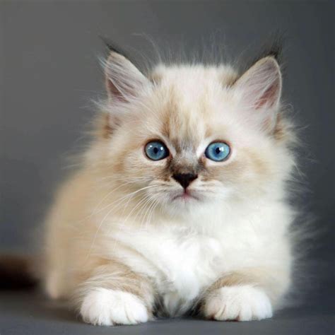 Hypo-Allergenic Siberian Cats and Kittens for sale