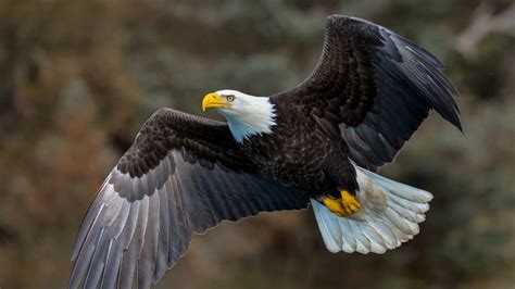 How The Bald Eagle Survived Near Extinction