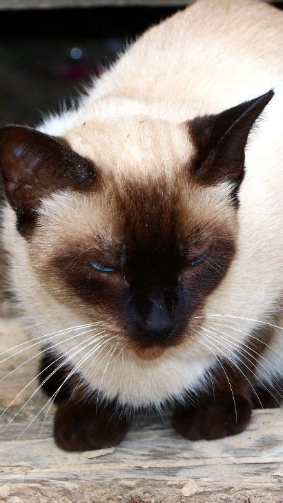 7 Siamese Cat Eye Problems: Common Eye Problems In Siamese Cats Prone To Issues