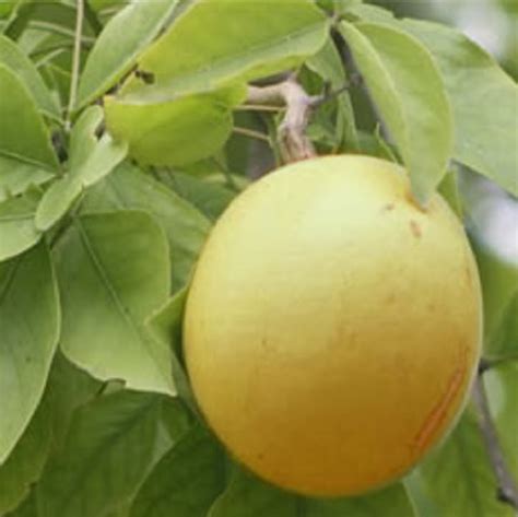 Polynesian_Produce_Stand