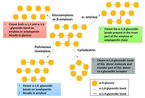 Enzymatic hydrolysis of starch. | Download Scientific Diagram