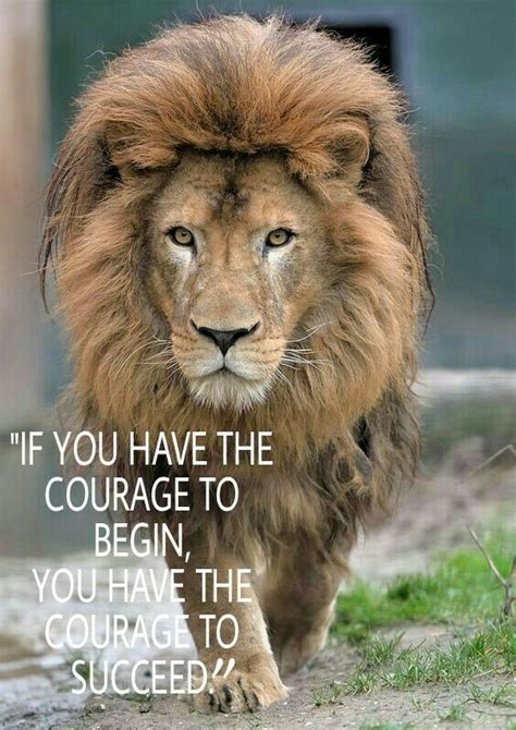 #Courage is the key.... #Wisdom | Lion images, Big cats, Lion pictures