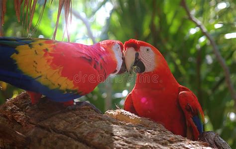 Kissing parrots stock image. Image of plumage, outside - 10270255