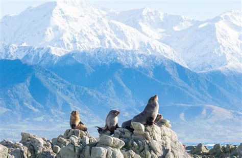 New Zealand's Best Wildlife Activities | Urban List NZ