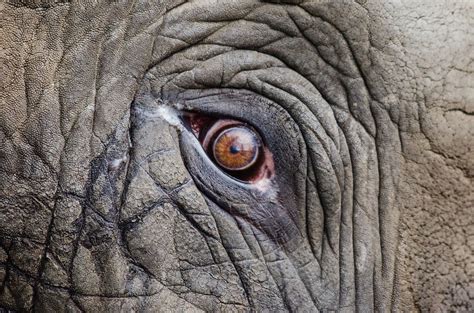 Animales, Grandes, Primer Plano, Elefante Elephant Eye, Elephant Images, Baby Elephant, Elephant ...