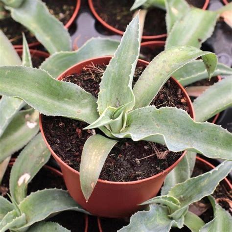 Why Are Succulent Leaves Falling Off? (Guide With Pictures) | Succulents Network | Succulents ...