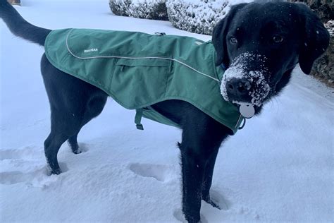 Ruffwear Overcoat Fuse Review: Clever Jacket-Harness Combo for Dogs ...