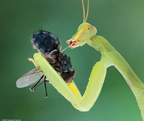 The soul is bone - Mantis eating a fly Photo credit: Alexander ...