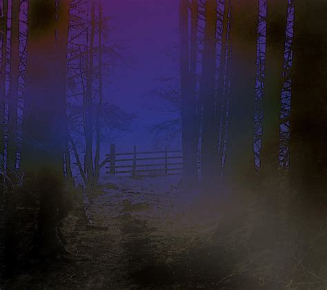 Midnight Forest by glange65 on DeviantArt