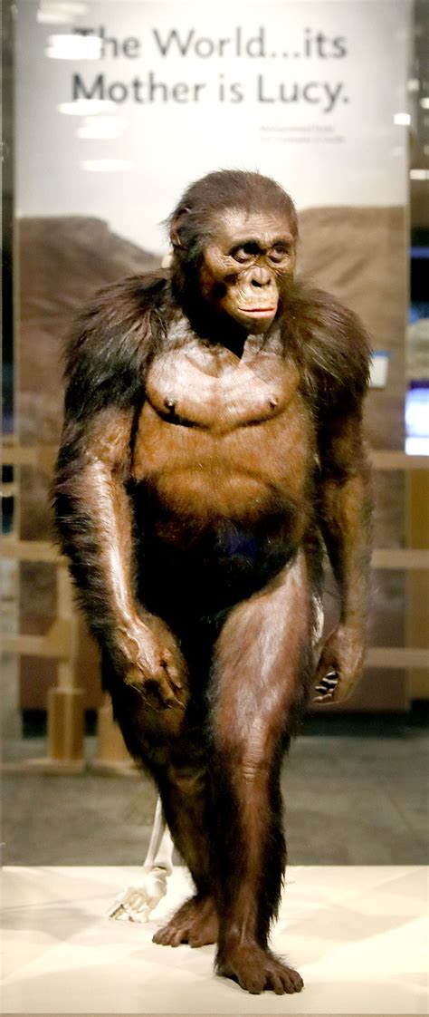 Early Humans Lucy