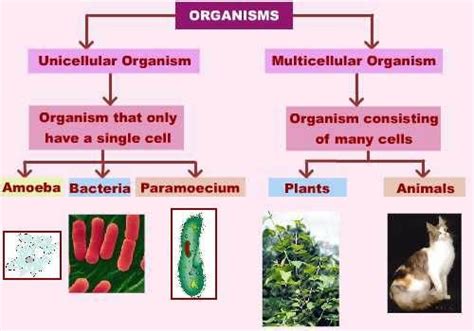 Lesson 5: Unicellular and Multicellular Organisms - Ms. Plank: Grade 7/8